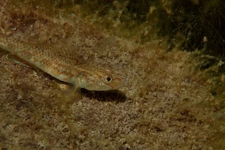 「ハゼの仲間」のサムネイル画像