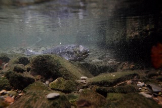 「シロザケ」のサムネイル画像