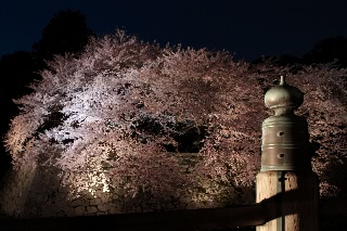 「ソメイヨシノ(染井吉野)」のサムネイル画像