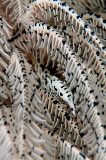 「バサラカクレエビ(アンボンクリノイドシュリンプ,ambon crinoid shrimp)」のサムネイル画像