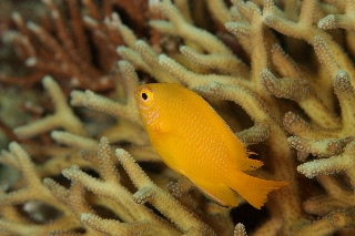 「ネッタイスズメダイ(Lemon Damsel,Yellow Damsel)」のサムネイル画像