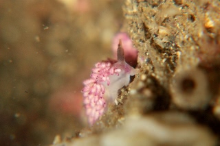 「ツノヒダミノウミウシ」のサムネイル画像