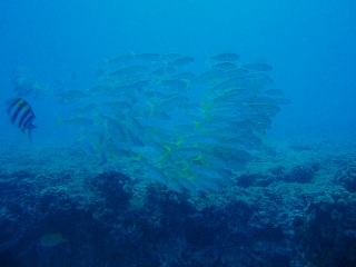 「無題」のサムネイル画像
