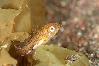 「アサヒアナハゼ」のサムネイル画像