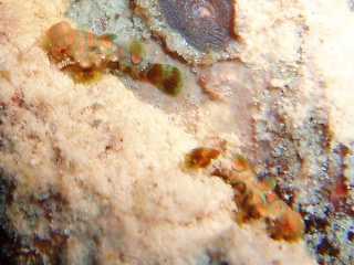 「ニシキテグリ(Mandarin Fish)」のサムネイル画像