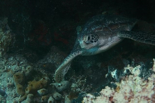 「アオウミガメ(Green turtle)」のサムネイル画像