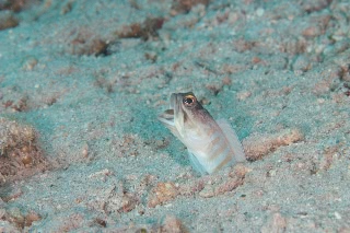 「ゴールドスペックジョーフィッシュ(gold-specs jawfish)」のサムネイル画像