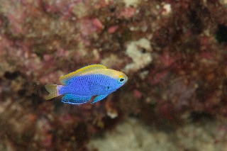 「セナキルリスズメダイ」のサムネイル画像