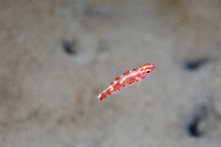 「red-blotched pygmy-goby(レッドブロッチピグミーゴビー)」のサムネイル画像