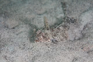 「イッポンテグリ(Fingered Dragonet)」のサムネイル画像