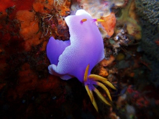 「シンデレラウミウシ」のサムネイル画像