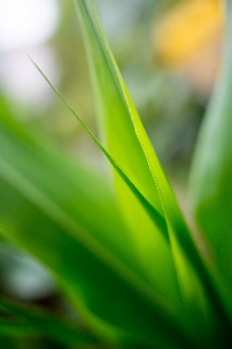 「レインボーコーン(虹色トウモロコシ,七色トウモロコシ,グラスジェムコーン,ジュエリーコーン)」のサムネイル画像