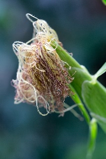 「レインボーコーン(虹色トウモロコシ,七色トウモロコシ,グラスジェムコーン,ジュエリーコーン)」のサムネイル画像