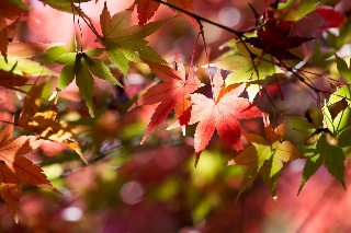 「無題」のサムネイル画像