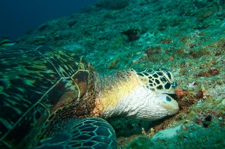 「アオウミガメ(Green turtle)」のサムネイル画像