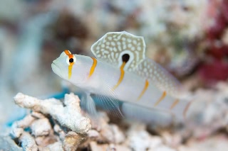「ニチリンダテハゼ(Randall's prawn-goby)」のサムネイル画像