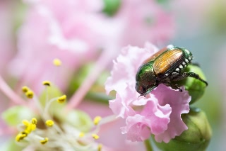 「サルスベリ」のサムネイル画像