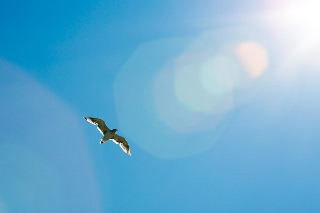 「セグロカモメ」のサムネイル画像