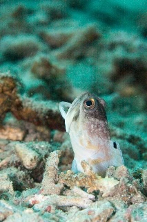 「ゴールドスペックジョーフィッシュ(gold-specs jawfish)」のサムネイル画像