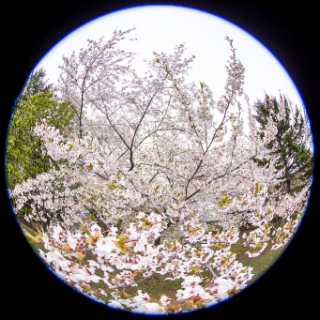 「ソメイヨシノ(染井吉野)」のサムネイル画像