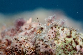 「カンザシヤドカリ(Coral Hermit Crab)」のサムネイル画像