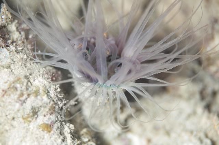 「ムラサキハナギンチャク」のサムネイル画像