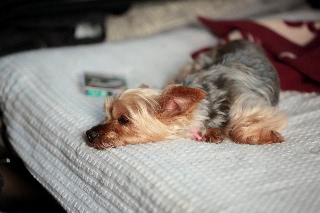 「ヨークシャー・テリア(Yorkshire Terrier)」のサムネイル画像