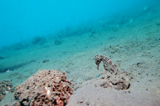 「オオウミウマ」のサムネイル画像
