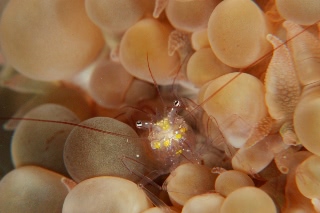 「ミズタマサンゴカクレエビ(Bubble coral shrimp,バブルコーラルシュリンプ)」のサムネイル画像