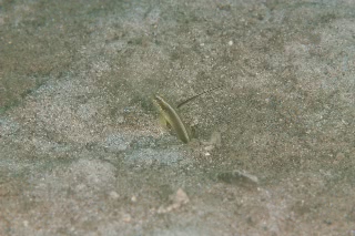 「black-spear shrimpgoby(ブラックスピアーシュリンプゴビー,Black-Mast Shrimpgoby)」のサムネイル画像