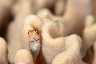 「イシガキカエルウオ」のサムネイル画像