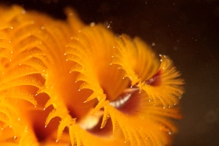 「イバラカンザシ(Christmas tree worm)」のサムネイル画像