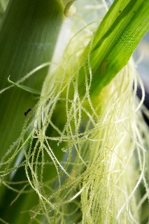 「レインボーコーン(虹色トウモロコシ,七色トウモロコシ,グラスジェムコーン,ジュエリーコーン)」のサムネイル画像