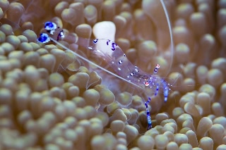 「ナデシコカクレエビ」のサムネイル画像