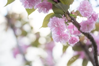 「ヤエザクラ」のサムネイル画像