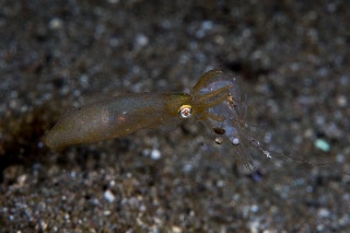 「ヒメイカ」のサムネイル画像