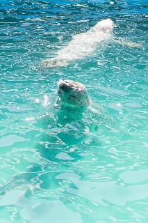 「ゴマフアザラシ」のサムネイル画像