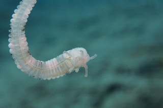 「オオイカリナマコ(Synaptid sea cucumbers)」のサムネイル画像