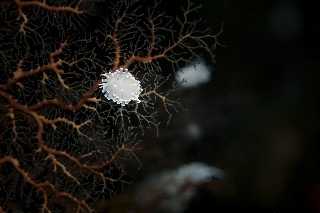 「ガーベラミノウミウシ」のサムネイル画像