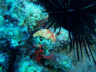 「遠目からウミウシに見えた…」のサムネイル画像