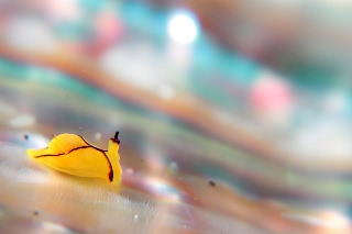 「オレンジウミコチョウ」のサムネイル画像