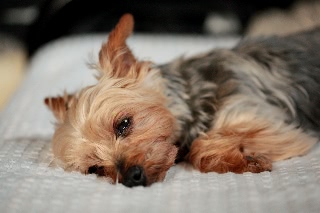 「ヨークシャー・テリア(Yorkshire Terrier)」のサムネイル画像