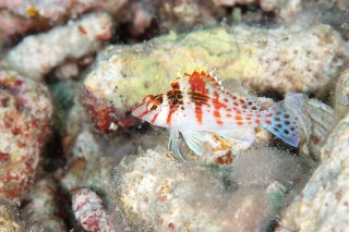 「サラサゴンベ(Coral Hawkfish)」のサムネイル画像