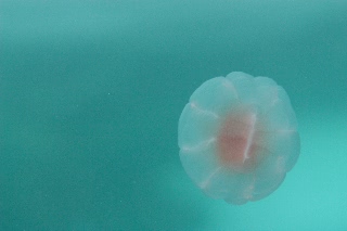 「ウリクラゲ」のサムネイル画像