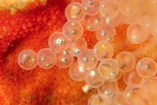 「オニカジカ」のサムネイル画像