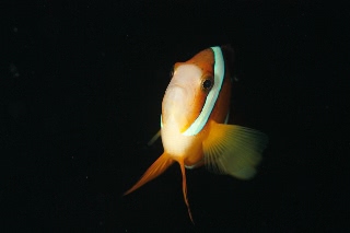 「クマノミ(Anemonefish)」のサムネイル画像