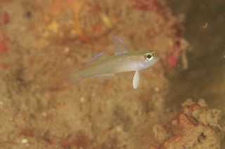 「モエギハゼ属の一種( tiny dart goby sp.)」のサムネイル画像