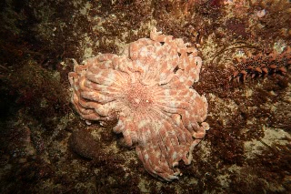 「タコヒトデ」のサムネイル画像