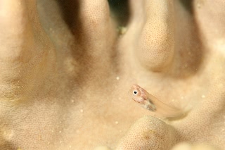 「イシガキカエルウオ」のサムネイル画像