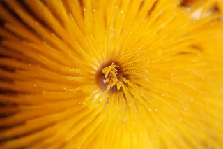 「イバラカンザシ(Christmas tree worm)」のサムネイル画像